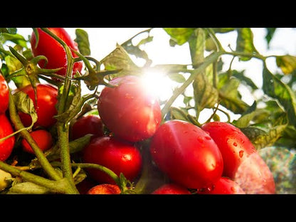 Vegetable sauce concentrate Le Verdurine, 130g